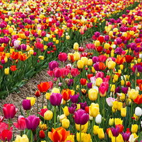 Tulipan polski mieszanka mix 50 szt. 10/11 cebulki tulipanów cebule