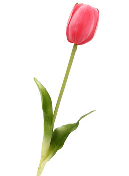 Tulipan silikonowy jak żywy różowy ciemny gumowy 40 cm rozkwitnięty - Inny producent