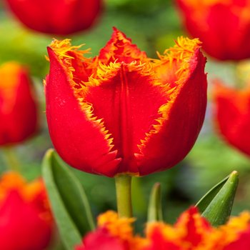 Tulipan Strzępiasty Fabio 5 szt cebulki Tulipany - BENEX
