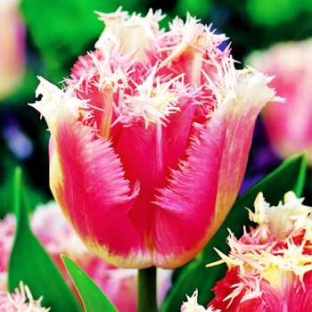 Tulipan Strzępiasty Fancy Frills 5 szt cebulki tulipanów - BENEX