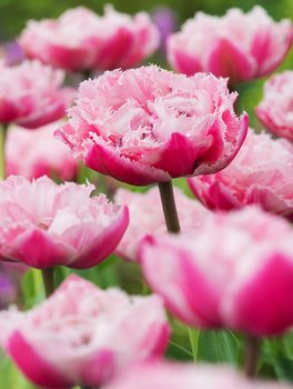 Tulipan Strzępiasty Sugar Crystal 5 szt cebulki Tulipany - BENEX
