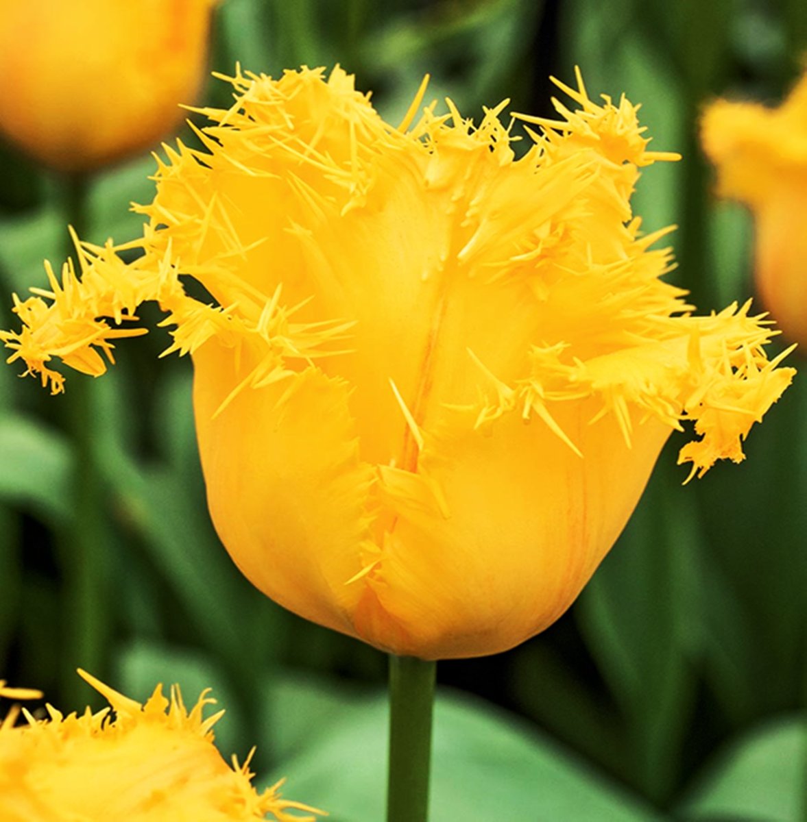 Tulipan Strzępiasty Yellow Valery 5 szt cebulki Tulipany - BENEX ...