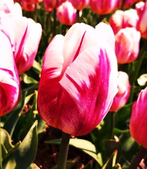 Tulipan Triumph Bojangels 5 szt cebulki Tulipany - BENEX