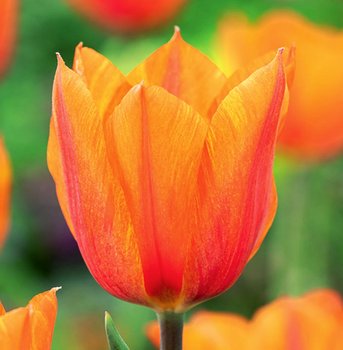 Tulipan Triumph El Nino 5 szt cebulki Tulipany - BENEX