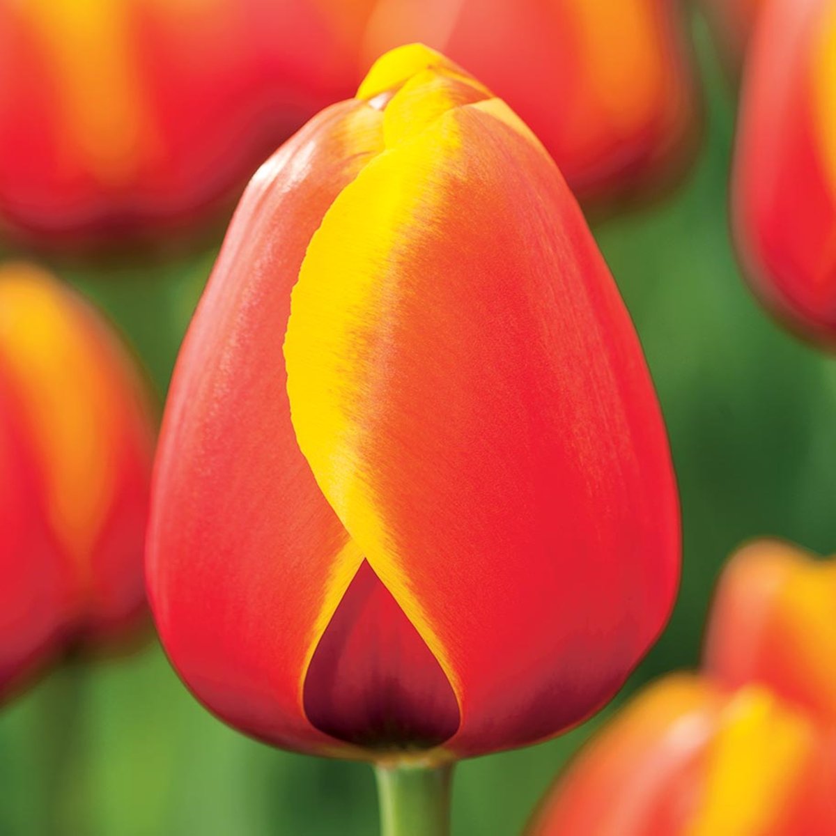 Tulipan Triumph Worlds Friend 5 szt cebulki tulipanów Tulipany - BENEX ...