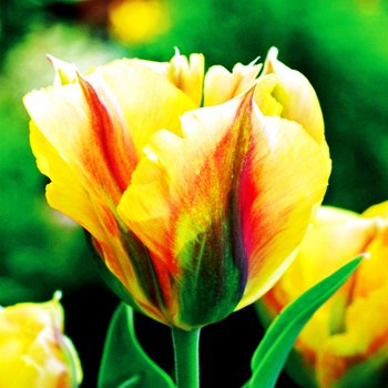 Tulipan Tulipany Zielonokwiatowy Golden Artist 5 Szt Cebulki Tulipanów - BENEX