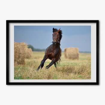 Tulup, Foto obraz ścienny z ramą MDF Koń w galopie, 70x50 cm - Tulup