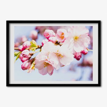 Tulup, Ścienny foto obraz z ramką MDF Kwiaty wiśni, 70x50 cm - Tulup