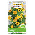TUNBERGIA Thunbergia alata nasiona kwiatów 0,5g - PlantiCo