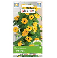 TUNBERGIA Thunbergia alata nasiona kwiatów 0,5g