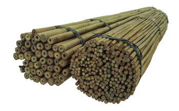 Tyczki bambusowe 150 cm 24/26 mm /10 szt/ SAD - DIXIE STORE