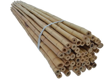 Tyczki Bambusowe 150 Cm 30/40 Mm /10 Szt/ Dekor - DIXIE STORE