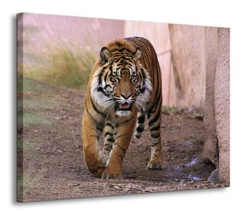 Tygrys alfa - Obraz na płótnie - Nice Wall