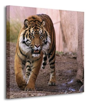 Tygrys Alfa - obraz na płótnie - Nice Wall
