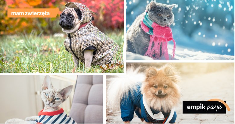 Ubranka dla zwierząt – czy i jak ubierać psa i kota, gdy na dworze robi się chłodno