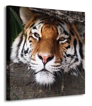 Ukryty tygrys - obraz na płótnie - Nice Wall