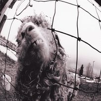Vs. Pearl Jam