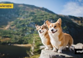 W góry z psem! 5 kierunków idealnych na wycieczkę z czworonogiem  