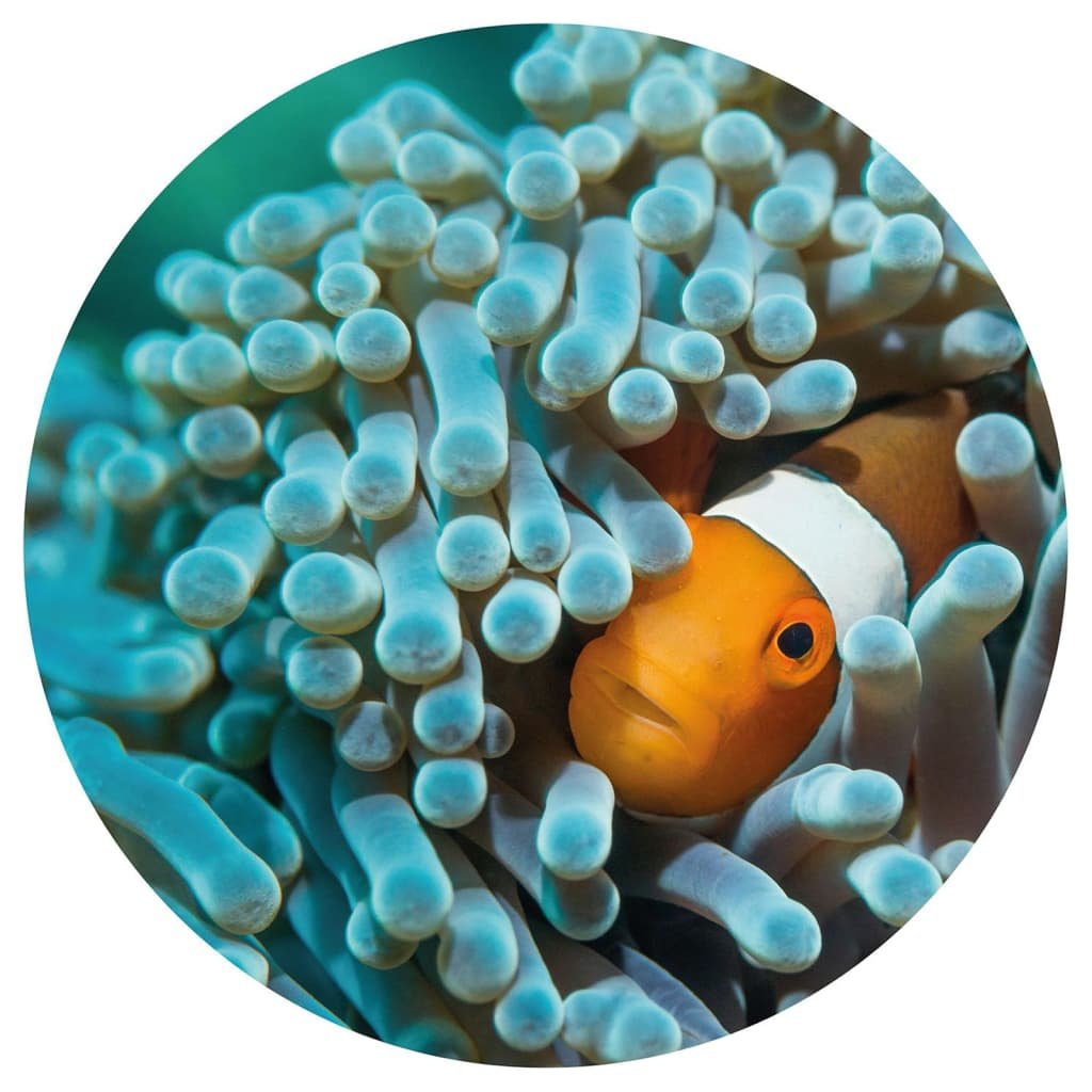 Zdjęcia - Tapeta Nemo WallArt Okrągła fototapeta  the Anemonefish, 142,5 cm 