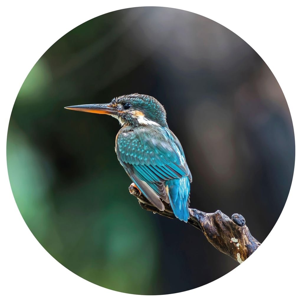 Zdjęcia - Tapeta WallArt Okrągła fototapeta The Kingfisher, 190 cm