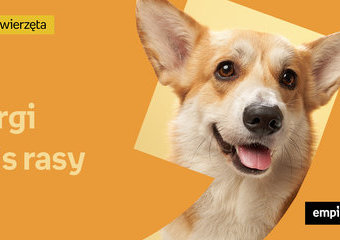 Welsh corgi – opis rasy