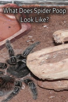 What Does Spider Poop Look Like? - Cauldron N.A.