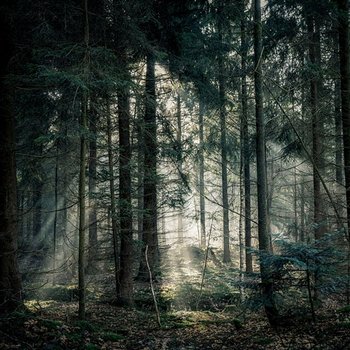 Whispering Woods - Larry Childs