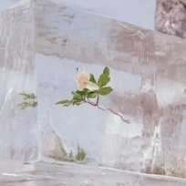 Windflowers Efterklang