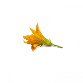 Wkład nasienny Lingot (kwiaty cukinii) Veritable - Veritable
