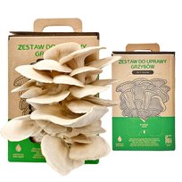 Własna uprawa boczniaka żywa grzybnia boczniak ostrygowaty 6L grow kit