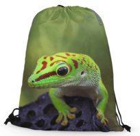 Worko-plecak felsuma madagaskarska