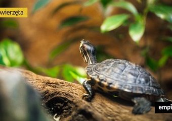 Wszystko, co musisz wiedzieć, jeśli chcesz hodować żółwia – krótki przewodnik z podstawowymi informacjami