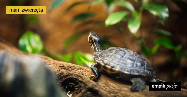 Wszystko, co musisz wiedzieć, jeśli chcesz hodować żółwia – krótki przewodnik z podstawowymi informacjami
