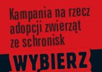 Wybierz Miśka 2007 i pomóż bezdomnym zwierzętom