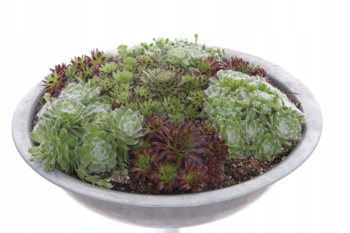Lev Rojnik XXL Rojnik Sempervivum w ocynkowanej Donicy doniczka 35cm wysokość 15cm ...