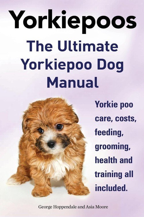 yorkie poo diet