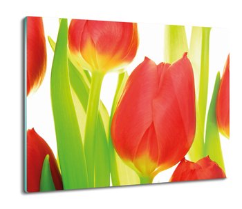 z foto deska splashback Tulipany pąki kwiaty 60x52, ArtprintCave - ArtPrintCave