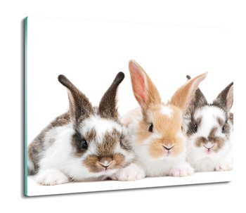 z foto ochrona na indukcję druk Trzy króliki 60x52, ArtprintCave - ArtPrintCave