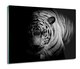 z grafiką splashback z foto Biały tygrys kot 60x52, ArtprintCave - ArtPrintCave