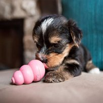 Zabawka na przysmaki dla szczeniaka KONG Puppy, różowa, rozmiar M, 7 - 16 kg