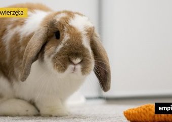 Zabawki dla królika – 15 najlepszych propozycji 
