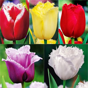 Zestaw 2 Tulipan Strzępiasty 5 odmian 25 szt - BENEX