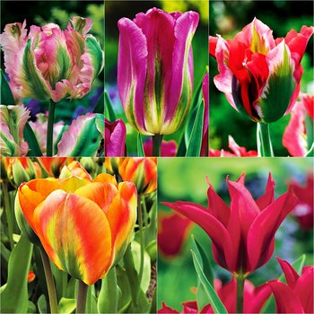 Zestaw 2 Tulipan Viridiflora 5 odmian 25 szt - BENEX