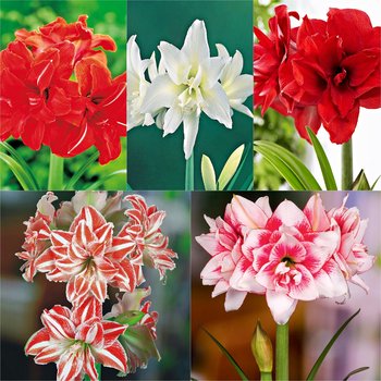 Zestaw 3 Hippeastrum Amarylis Pełny 5 odmian 5 szt - BENEX