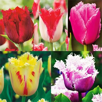 Zestaw 3 Tulipan Strzępiasty 5 odmian 25 szt - BENEX
