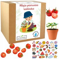 ZESTAW DLA DZIECI DO UPRAWY POMIDORÓW MAŁY OGRODNIK MOJA PIERWSZA ROŚLINKA