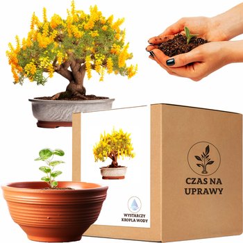 Zestaw do uprawy Akacja Srebrzysta bonsai duża doniczka - inna (Inny)