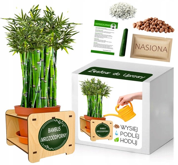 dracaena braunii Lucky Bamboo 12 Stem Dracaena - 6