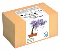 Zestaw do uprawy Bonsai Glicynia Chinska Wisteria