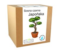 Zestaw Do Uprawy Bonsai Sosna Czarna Japońska